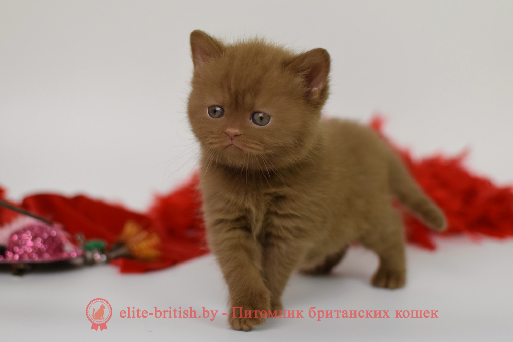 Британский котенок циннамон окраса, девочка Kitti (Китти), помет от 2.04.2025 купить британского котенка, купить британца, циннамон британская кошка, кот британский циннамон , британский котенок циннамон , шоколадный ван британец, циннамон британец, британские котята циннамон фото, британцы циннамон фото, циннамон британская кошка, кот британский циннамон, британский котенок , циннамон британец, британец, британские котята фото, британцы фото