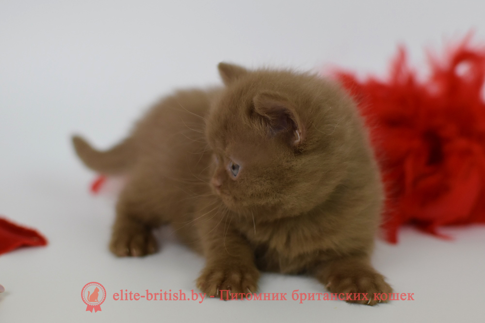 Британский котенок циннамон окраса, девочка Kitti (Китти), помет от 2.04.2025 купить британского котенка, купить британца, циннамон британская кошка, кот британский циннамон , британский котенок циннамон , шоколадный ван британец, циннамон британец, британские котята циннамон фото, британцы циннамон фото, циннамон британская кошка, кот британский циннамон, британский котенок , циннамон британец, британец, британские котята фото, британцы фото
