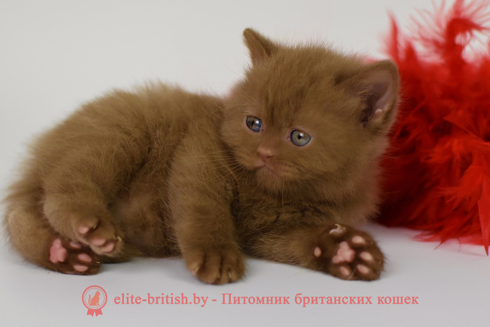 Британский котенок циннамон окраса, девочка Kitti (Китти), помет от 2.04.2025 купить британского котенка, купить британца, циннамон британская кошка, кот британский циннамон , британский котенок циннамон , шоколадный ван британец, циннамон британец, британские котята циннамон фото, британцы циннамон фото, циннамон британская кошка, кот британский циннамон, британский котенок , циннамон британец, британец, британские котята фото, британцы фото