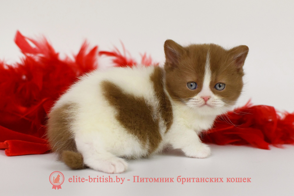Британский котенок циннамон арелкин окраса, мальчик Kasper (Каспер), помет от 2.04.2025 купить британского котенка, купить британца, циннамон биколор британская кошка, кот британский циннамон , британский котенок циннамон биколор , шоколадный ван британец, циннамон британец, британские котята циннамон арлекин фото, британцы циннамон фото, циннамон британская кошка, кот британский циннамон, британский котенок , циннамон британец, британец, британские котята фото, британцы фото