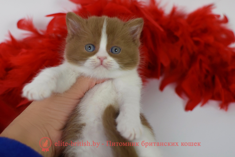 Британский котенок циннамон арелкин окраса, мальчик Kasper (Каспер), помет от 2.04.2025 купить британского котенка, купить британца, циннамон биколор британская кошка, кот британский циннамон , британский котенок циннамон биколор , шоколадный ван британец, циннамон британец, британские котята циннамон арлекин фото, британцы циннамон фото, циннамон британская кошка, кот британский циннамон, британский котенок , циннамон британец, британец, британские котята фото, британцы фото