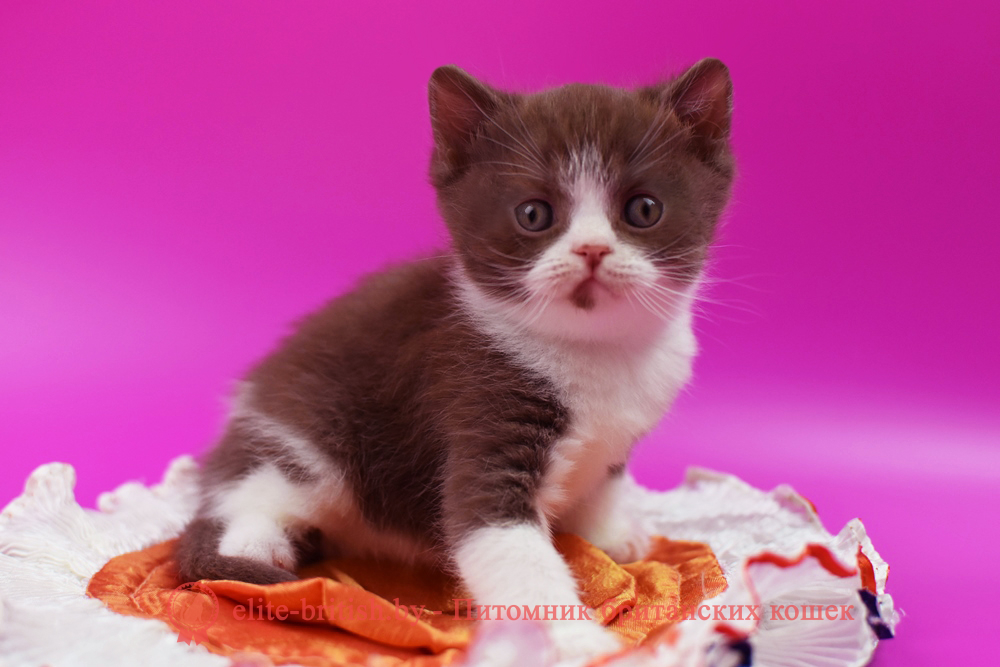 Британский котенок циннамон биколор окраса, мальчик Max (Макс), помет от 14.04.2025 шоколадные британцы фото, британские кошки шоколадного окраса фото, британские шоколадные котята фото, британские кошки шоколадный окрас, шоколадный британец, британская шоколадная кошка фото, британский шоколадный кот фото, купить британского котенка шоколадного окраса, котенок британец шоколадный? биколор британец, биколор британец, британские котята биколор фото, британцы биколор фото