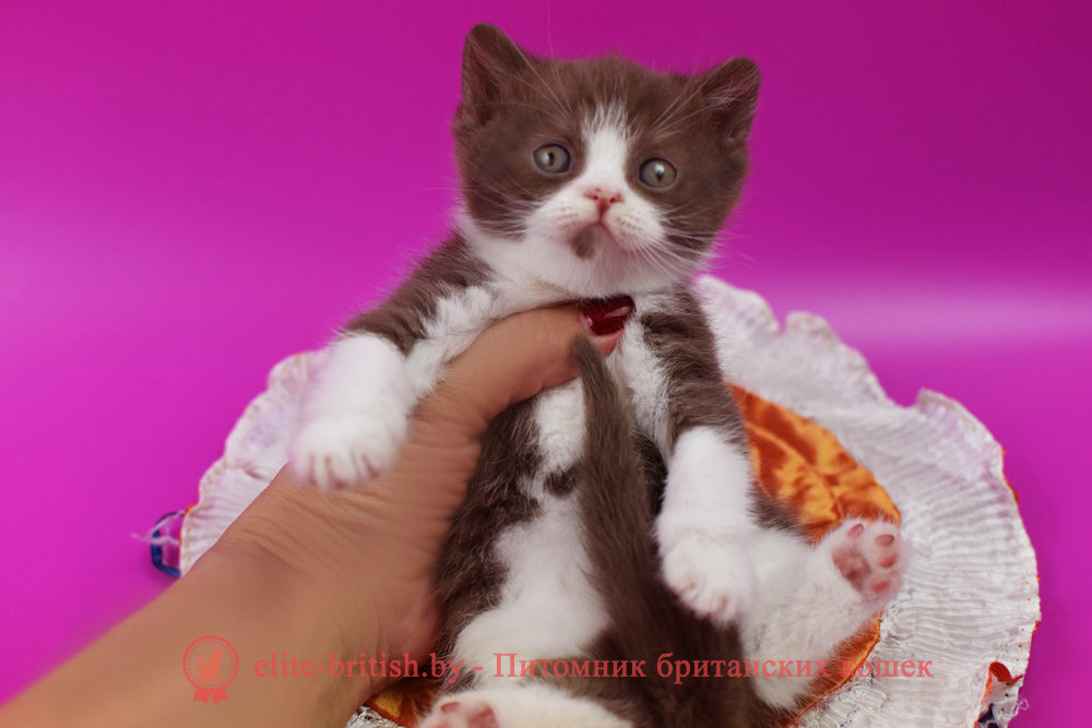 Британский котенок циннамон биколор окраса, мальчик Max (Макс), помет от 14.04.2025 шоколадные британцы фото, британские кошки шоколадного окраса фото, британские шоколадные котята фото, британские кошки шоколадный окрас, шоколадный британец, британская шоколадная кошка фото, британский шоколадный кот фото, купить британского котенка шоколадного окраса, котенок британец шоколадный? биколор британец, биколор британец, британские котята биколор фото, британцы биколор фото