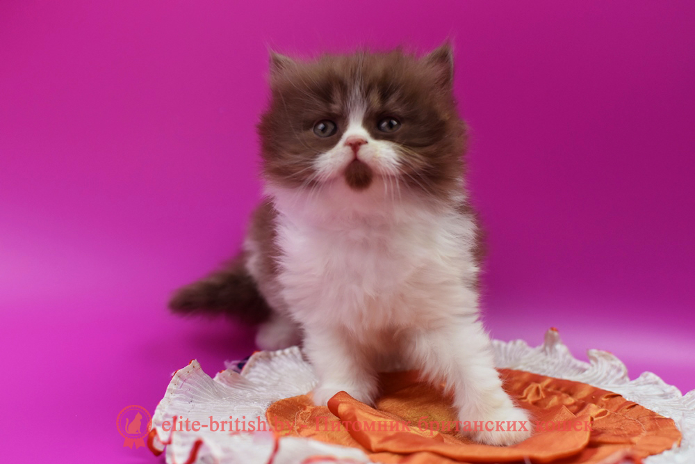 Британский котенок циннамон биколор окраса, девочка Margo (Маrgo), помет от 14.04.2025 шоколадные британцы фото, британские кошки шоколадного окраса фото, британские шоколадные котята фото, британские кошки шоколадный окрас, шоколадный британец, британская шоколадная кошка фото, британский шоколадный кот фото, купить британского котенка шоколадного окраса, котенок британец шоколадный? биколор британец, биколор британец, британские котята биколор фото, британцы биколор фото