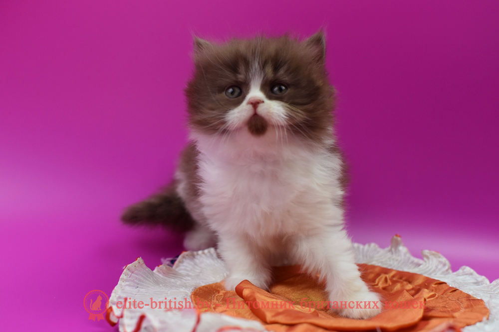 Британский котенок циннамон биколор окраса, девочка Margo (Маrgo), помет от 14.04.2025 шоколадные британцы фото, британские кошки шоколадного окраса фото, британские шоколадные котята фото, британские кошки шоколадный окрас, шоколадный британец, британская шоколадная кошка фото, британский шоколадный кот фото, купить британского котенка шоколадного окраса, котенок британец шоколадный? биколор британец, биколор британец, британские котята биколор фото, британцы биколор фото