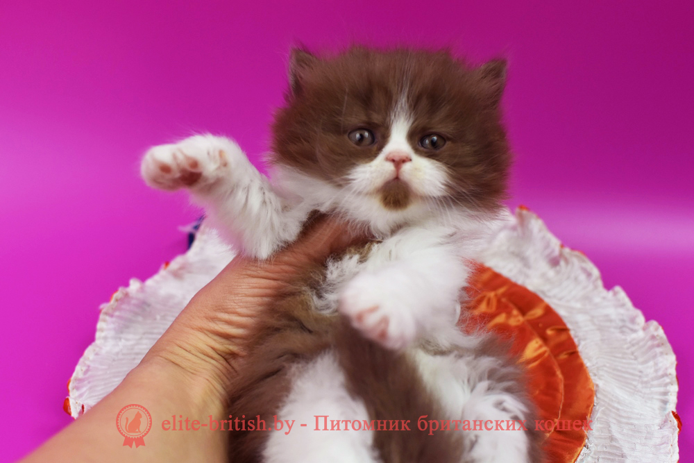 Британский котенок циннамон биколор окраса, девочка Margo (Маrgo), помет от 14.04.2025 шоколадные британцы фото, британские кошки шоколадного окраса фото, британские шоколадные котята фото, британские кошки шоколадный окрас, шоколадный британец, британская шоколадная кошка фото, британский шоколадный кот фото, купить британского котенка шоколадного окраса, котенок британец шоколадный? биколор британец, биколор британец, британские котята биколор фото, британцы биколор фото