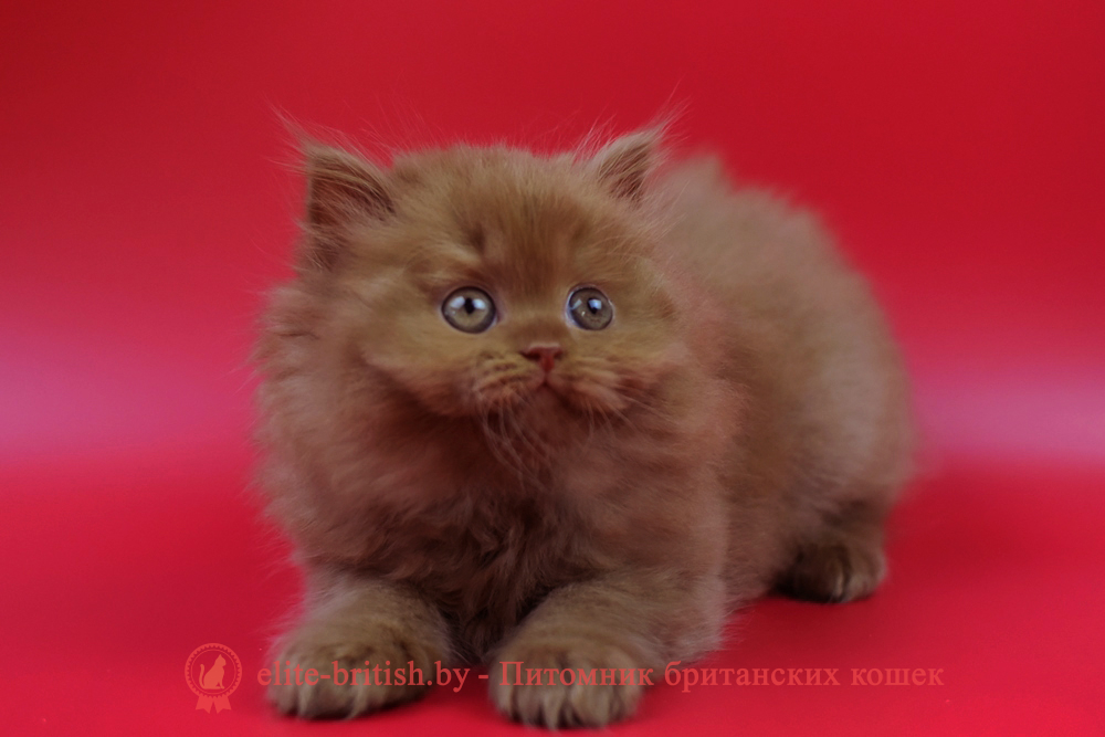 Британский котенок циннамон окраса, девочка Jеss (Джесс), помет от 28.03.2025 купить британского котенка, купить британца, циннамон британская кошка, кот британский циннамон , британский котенок циннамон , шоколадный ван британец, циннамон британец, британские котята циннамон фото, британцы циннамон фото, циннамон британская кошка, кот британский циннамон, британский котенок , циннамон британец, британец, британские котята фото, британцы фото
