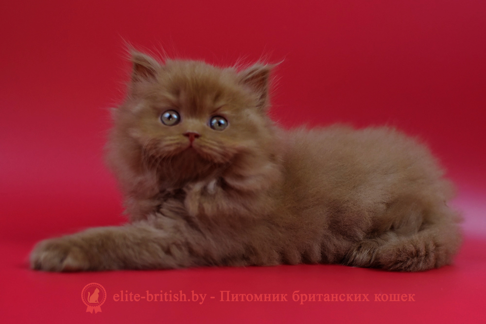 Британский котенок циннамон окраса, девочка Jеss (Джесс), помет от 28.03.2025 ну да... бывает у них такое...