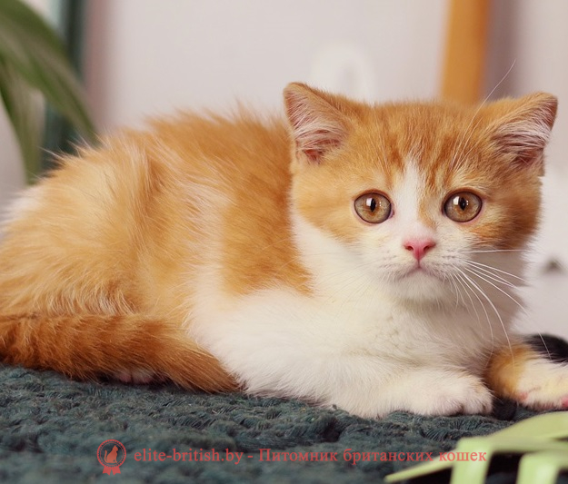 купить британского котенка, купить британца, рыжий британский кот, рыжий британец фото, рыжие британские котята фото, британский кот рыжий фото, рыжий британец, британские рыжие котята, рыжий британец кот, британская кошка рыжая, котята британцы рыжие фото, британцы рыжего окраса, котенок рыжий британец, британская короткошерстная кошка рыжая, британский кот рыжего окраса, британские котята рыжего окраса, британцы красного окраса, красный британец, красные британцы, британская красная кошка, британский кот красный, красные британские коты, красный окрас британских кошек, британский кот красного окраса, красный британец фото, фото красных британцев, красный окрас британских кошек, британец красного окраса, британский кот красного окраса, британец рыжего окраса, британский кот рыжего окраса, британские котята рыжего окраса