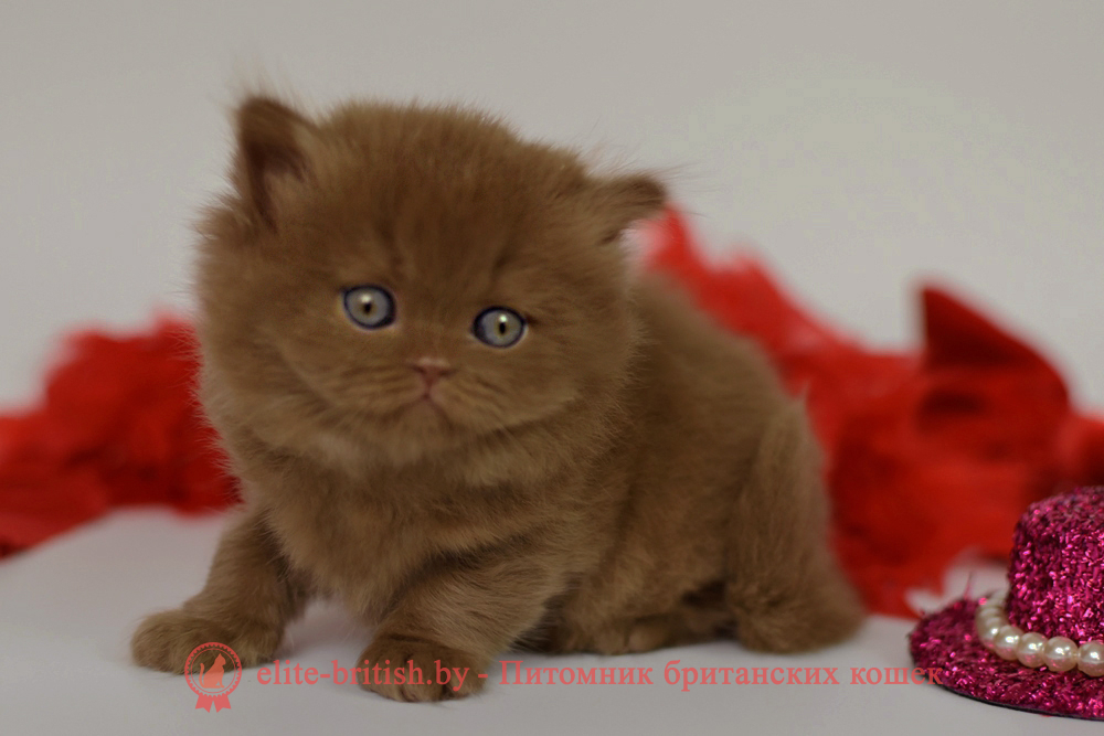Британский котенок циннамон окраса, девочка Juliet (Джульетта), помет от 28.03.2025 купить британского котенка, купить британца, циннамон британская кошка, кот британский циннамон , британский котенок циннамон , шоколадный ван британец, циннамон британец, британские котята циннамон фото, британцы циннамон фото, циннамон британская кошка, кот британский циннамон, британский котенок , циннамон британец, британец, британские котята фото, британцы фото