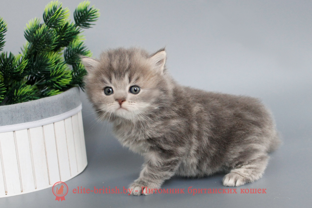 Британский котенок, длинношерстный, голубой мраморный окрас, мальчик, помет от 27.04.2025 купить британского котенка, купить британца, британец голубой фото, голубые британцы фото, британский кошки голубой, британская голубая кошка, британская голубая кошка фото, британской голубой кошки фото, кот британский голубой, коты британские голубые, голубые британские котята фото, британский голубой котенок фото, британский голубой кот фото, фото британского голубого кота, окрас британских котят голубой фото, британские котята голубого окраса фото, британцы коты фото голубые