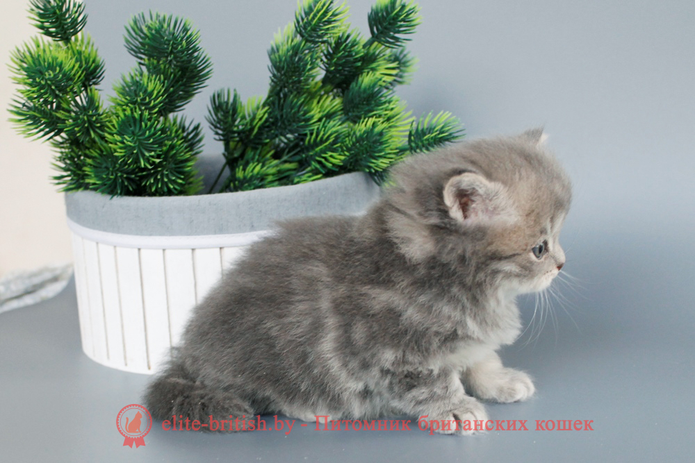Британский котенок, длинношерстный, голубой мраморный окрас, мальчик, помет от 27.04.2025 купить британского котенка, купить британца, британец голубой фото, голубые британцы фото, британский кошки голубой, британская голубая кошка, британская голубая кошка фото, британской голубой кошки фото, кот британский голубой, коты британские голубые, голубые британские котята фото, британский голубой котенок фото, британский голубой кот фото, фото британского голубого кота, окрас британских котят голубой фото, британские котята голубого окраса фото, британцы коты фото голубые