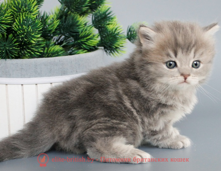 купить британского котенка, купить британца, британский кот мраморный, мраморный британец, мраморный окрас британских котят, британский кот мраморного окраса, мраморный окрас британской кошки, британец мраморного окраса, котята британцы мраморный окрас, мраморный окрас британских котят, серебристый мраморный британец, британская мраморная кошка характер, британский кот мраморного окраса, британец голубой мрамор, британец черный мрамор на серебре, красный мраморный британец, британская мраморная кошка, мраморный окрас британской кошки, британские кошки черный мрамор, мраморная британская короткошерстная кошка, британские кошки мрамор на серебре, британский кот черный мрамор, британский кот мрамор на серебре, британский мраморный котенок, британские котята мрамор, британские котята мрамор на серебре, британский котенок черный мрамор, британец мрамор, британец мрамор на серебре, британец мраморный кот