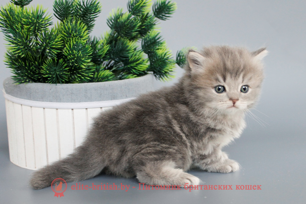 Британский котенок, длинношерстный, голубой мраморный окрас, мальчик, помет от 27.04.2025 купить британского котенка, купить британца, британец голубой фото, голубые британцы фото, британский кошки голубой, британская голубая кошка, британская голубая кошка фото, британской голубой кошки фото, кот британский голубой, коты британские голубые, голубые британские котята фото, британский голубой котенок фото, британский голубой кот фото, фото британского голубого кота, окрас британских котят голубой фото, британские котята голубого окраса фото, британцы коты фото голубые