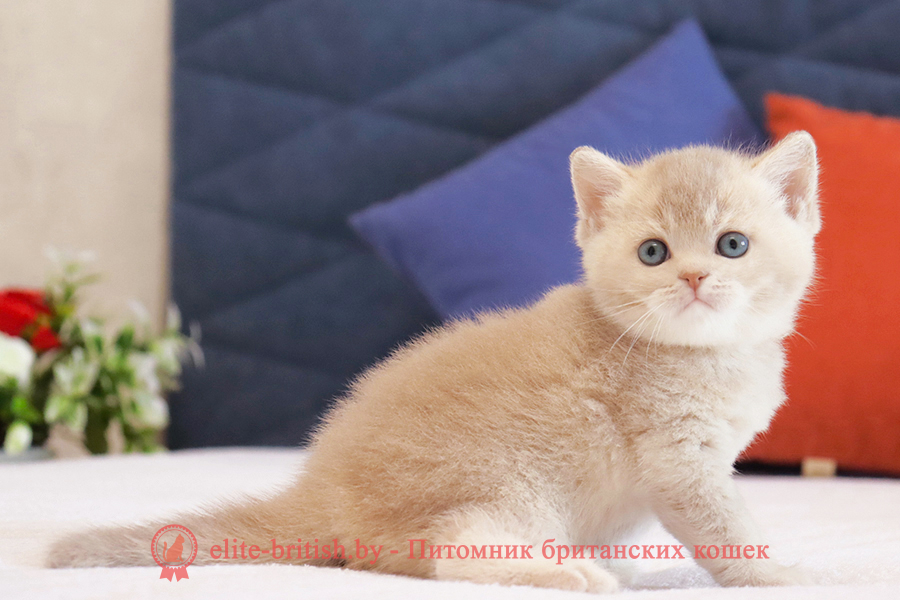 Британский котенок золотая шиншилла - лиловое золото окрас, мальчик Uely (Уэли), помет от 18.03.2025 купить британского котенка лиловое золото, купить британца лиловое золото, лиловый золотой британский кот, шиншиллы золотые лиловые британцы фото, золотой тикированный британец, британская кошка золотая шиншилла тикированная, британский кот шиншилла золотая, золотой тикированный британец, британец золотая шиншилла, британец золотистый, котята британские окрас золотая шиншилла, британская кошка золотая шиншилла фото, британец окрас золотая шиншилла фото, британский золотой котенок, британская золотая кошка, британские котята золотая шиншилла, британский золотистый кот, кот золотой британец, британцы окрас золотой