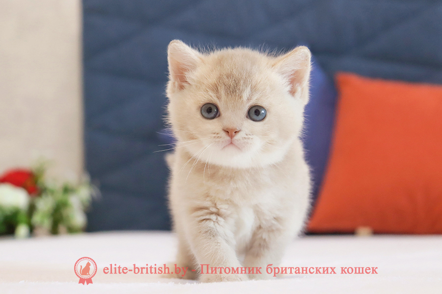 Британский котенок золотая шиншилла - лиловое золото окрас, мальчик Uely (Уэли), помет от 18.03.2025 купить британского котенка лиловое золото, купить британца лиловое золото, лиловый золотой британский кот, шиншиллы золотые лиловые британцы фото, золотой тикированный британец, британская кошка золотая шиншилла тикированная, британский кот шиншилла золотая, золотой тикированный британец, британец золотая шиншилла, британец золотистый, котята британские окрас золотая шиншилла, британская кошка золотая шиншилла фото, британец окрас золотая шиншилла фото, британский золотой котенок, британская золотая кошка, британские котята золотая шиншилла, британский золотистый кот, кот золотой британец, британцы окрас золотой
