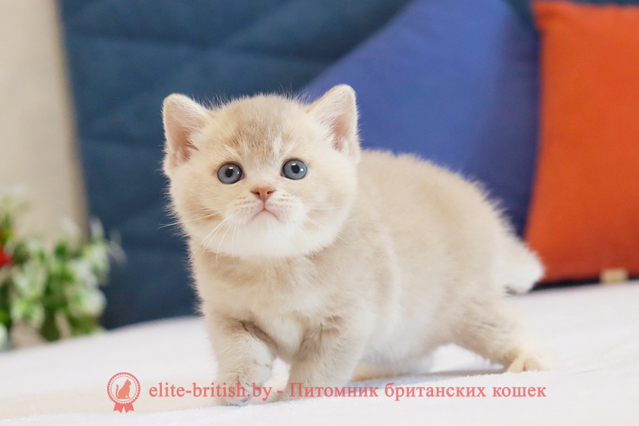 Британский котенок золотая шиншилла - лиловое золото окрас, мальчик Uely (Уэли), помет от 18.03.2025 купить британского котенка лиловое золото, купить британца лиловое золото, лиловый золотой британский кот, шиншиллы золотые лиловые британцы фото, золотой тикированный британец, британская кошка золотая шиншилла тикированная, британский кот шиншилла золотая, золотой тикированный британец, британец золотая шиншилла, британец золотистый, котята британские окрас золотая шиншилла, британская кошка золотая шиншилла фото, британец окрас золотая шиншилла фото, британский золотой котенок, британская золотая кошка, британские котята золотая шиншилла, британский золотистый кот, кот золотой британец, британцы окрас золотой