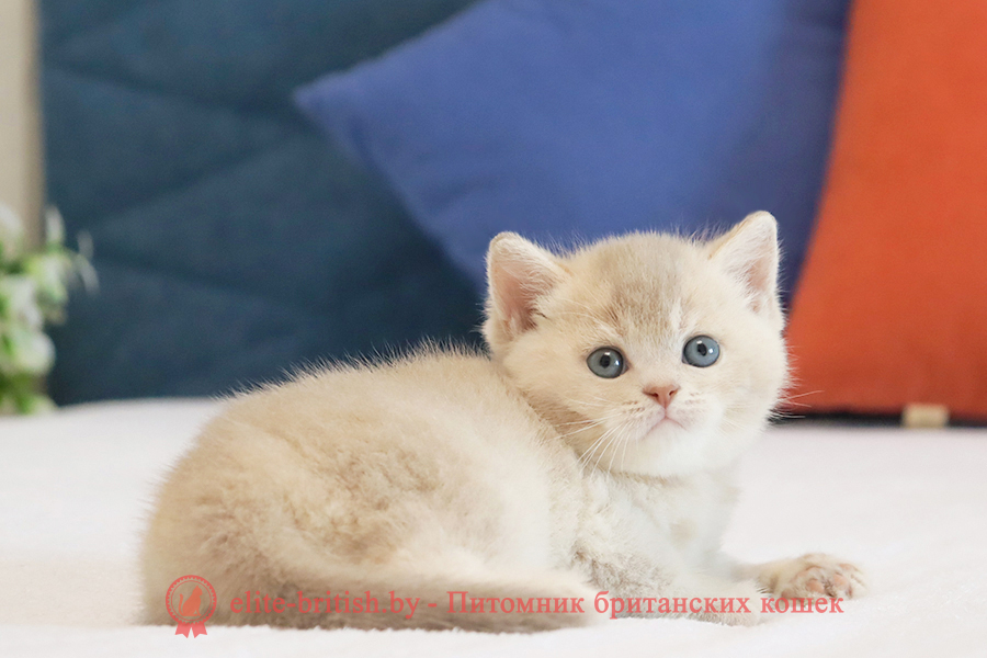 Британский котенок золотая шиншилла - лиловое золото окрас, мальчик Uely (Уэли), помет от 18.03.2025 купить британского котенка лиловое золото, купить британца лиловое золото, лиловый золотой британский кот, шиншиллы золотые лиловые британцы фото, золотой тикированный британец, британская кошка золотая шиншилла тикированная, британский кот шиншилла золотая, золотой тикированный британец, британец золотая шиншилла, британец золотистый, котята британские окрас золотая шиншилла, британская кошка золотая шиншилла фото, британец окрас золотая шиншилла фото, британский золотой котенок, британская золотая кошка, британские котята золотая шиншилла, британский золотистый кот, кот золотой британец, британцы окрас золотой