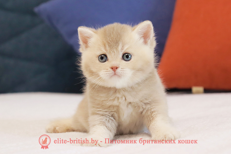 Британский котенок золотая шиншилла - лиловое золото окрас, мальчик Ulf (Ульф), помет от 18.03.2025 купить британского котенка лиловое золото, купить британца лиловое золото, лиловый золотой британский кот, шиншиллы золотые лиловые британцы фото, золотой тикированный британец, британская кошка золотая шиншилла тикированная, британский кот шиншилла золотая, золотой тикированный британец, британец золотая шиншилла, британец золотистый, котята британские окрас золотая шиншилла, британская кошка золотая шиншилла фото, британец окрас золотая шиншилла фото, британский золотой котенок, британская золотая кошка, британские котята золотая шиншилла, британский золотистый кот, кот золотой британец, британцы окрас золотой