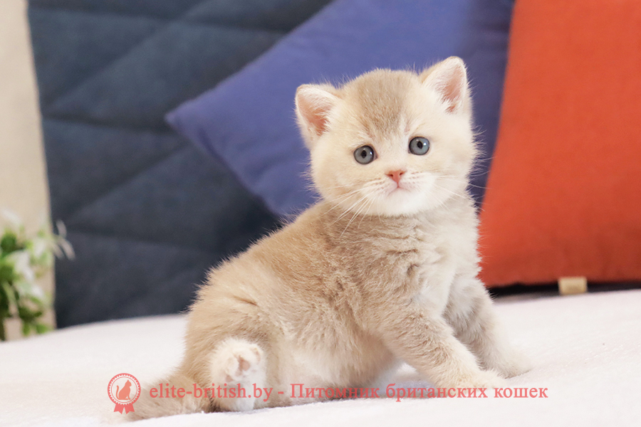 Британский котенок золотая шиншилла - лиловое золото окрас, мальчик Ulf (Ульф), помет от 18.03.2025 купить британского котенка лиловое золото, купить британца лиловое золото, лиловый золотой британский кот, шиншиллы золотые лиловые британцы фото, золотой тикированный британец, британская кошка золотая шиншилла тикированная, британский кот шиншилла золотая, золотой тикированный британец, британец золотая шиншилла, британец золотистый, котята британские окрас золотая шиншилла, британская кошка золотая шиншилла фото, британец окрас золотая шиншилла фото, британский золотой котенок, британская золотая кошка, британские котята золотая шиншилла, британский золотистый кот, кот золотой британец, британцы окрас золотой