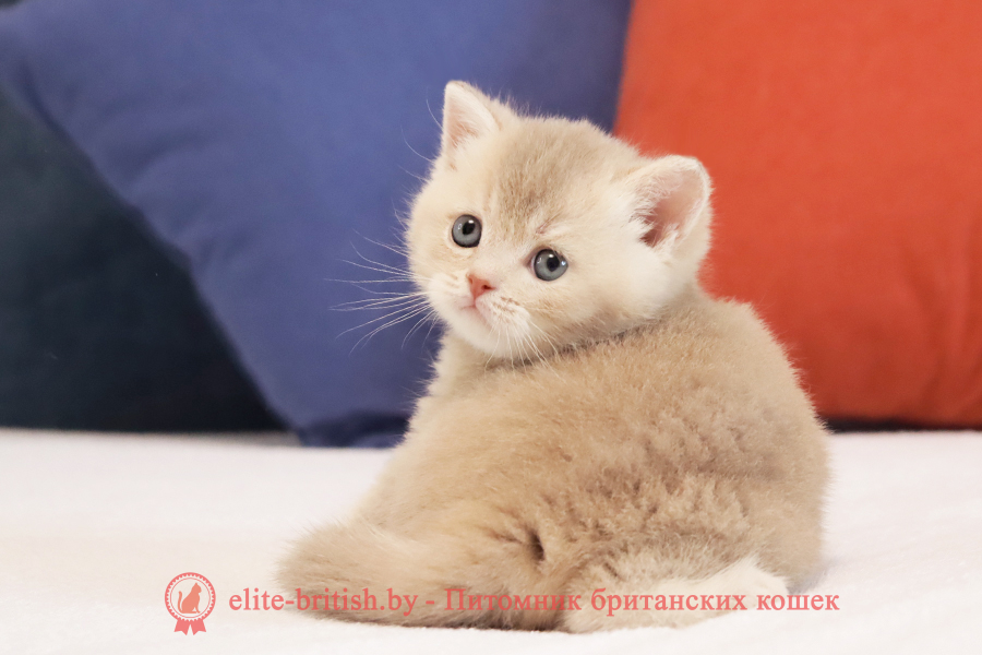 Британский котенок золотая шиншилла - лиловое золото окрас, мальчик Ulf (Ульф), помет от 18.03.2025 купить британского котенка лиловое золото, купить британца лиловое золото, лиловый золотой британский кот, шиншиллы золотые лиловые британцы фото, золотой тикированный британец, британская кошка золотая шиншилла тикированная, британский кот шиншилла золотая, золотой тикированный британец, британец золотая шиншилла, британец золотистый, котята британские окрас золотая шиншилла, британская кошка золотая шиншилла фото, британец окрас золотая шиншилла фото, британский золотой котенок, британская золотая кошка, британские котята золотая шиншилла, британский золотистый кот, кот золотой британец, британцы окрас золотой