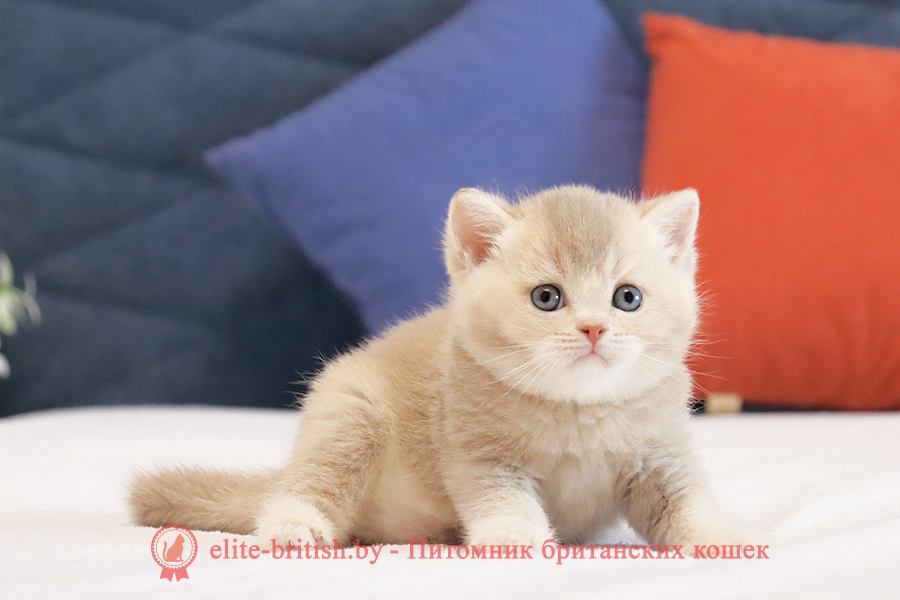 Британский котенок золотая шиншилла - лиловое золото окрас, мальчик Ulf (Ульф), помет от 18.03.2025 купить британского котенка лиловое золото, купить британца лиловое золото, лиловый золотой британский кот, шиншиллы золотые лиловые британцы фото, золотой тикированный британец, британская кошка золотая шиншилла тикированная, британский кот шиншилла золотая, золотой тикированный британец, британец золотая шиншилла, британец золотистый, котята британские окрас золотая шиншилла, британская кошка золотая шиншилла фото, британец окрас золотая шиншилла фото, британский золотой котенок, британская золотая кошка, британские котята золотая шиншилла, британский золотистый кот, кот золотой британец, британцы окрас золотой