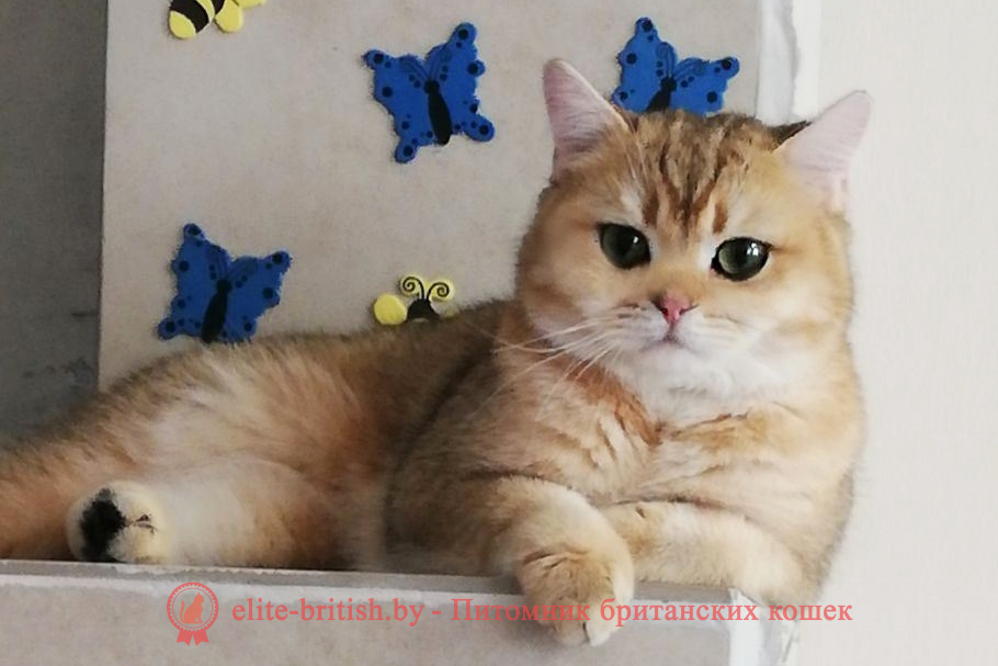 вязка британских кошек, кот для вязки британец, вязка британской кошки с британским котом, авито вязка британских кошек, авито кот для вязки британец, вязка британских кошек объявления, кот для вязки британец бесплатно, британский кот для вязки, ищем кота для вязки британца, найти кота для вязки британец, вязка британских кошек правила, ищу кота для вязки с британской кошкой, вязка британской кошки с шотландским вислоухим котом, вязка британских и шотландских кошек, авито британские коты для вязки, вязка британских котов в минске, кот для вязки британец бесплатно москва, вязка британской вислоухой кошки, балаково вязка британского кота, британские коты на вязку в питере, нужен кот для вязки британец, ищу британского кота для вязки, сколько стоит вязка британского кота, найти кота для вязки британец бесплатно, ищу кота британца для вязки бесплатно, вязка британский кот куфар, вязка британцев кошек, кот британская шиншилла вязка, вязка котов и кошек британцев