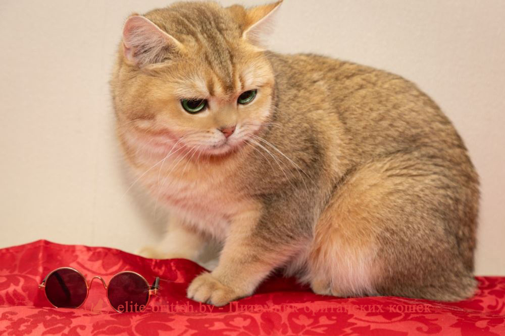 вязка британских кошек, кот для вязки британец, вязка британской кошки с британским котом, авито вязка британских кошек, авито кот для вязки британец, вязка британских кошек объявления, кот для вязки британец бесплатно, британский кот для вязки, ищем кота для вязки британца, найти кота для вязки британец, вязка британских кошек правила, ищу кота для вязки с британской кошкой, вязка британской кошки с шотландским вислоухим котом, вязка британских и шотландских кошек, авито британские коты для вязки, вязка британских котов в минске, кот для вязки британец бесплатно москва, вязка британской вислоухой кошки, балаково вязка британского кота, британские коты на вязку в питере, нужен кот для вязки британец, ищу британского кота для вязки, сколько стоит вязка британского кота, найти кота для вязки британец бесплатно, ищу кота британца для вязки бесплатно, вязка британский кот куфар, вязка британцев кошек, кот британская шиншилла вязка, вязка котов и кошек британцев