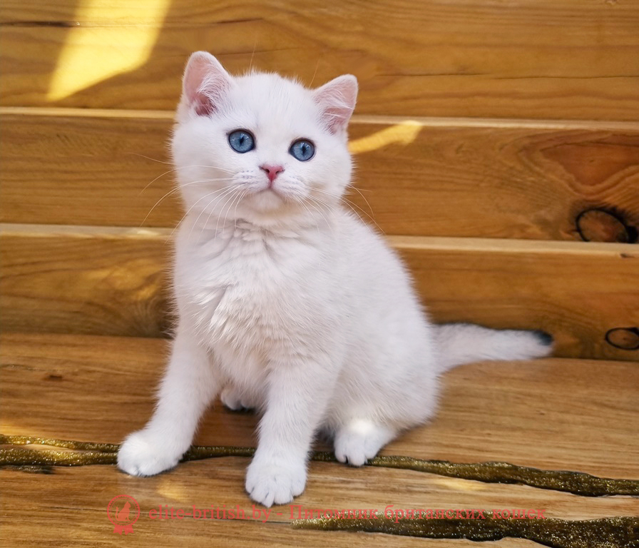 Британский котенок окраса золотая шиншилла пойнт, девочка Aimee (Айми), помет от 28.03.2025 Британский котенок золотая шиншилла пойнт с голубыми глазами, британский кот шиншилла поинт, британец шиншилла поинт, британская кошка шиншилла пойнт, британский золотая шиншилла поинт, британские котята поинт, британские котята золотая шиншилла поинт, британские котята колор поинт, золотая шиншилла поинт британец, британцы золотая шиншилла поинт, британец поинт, британские котята сил поинт, британские кошки золотая шиншилла поинт, британские котята окраса золотая шиншилла поинт, британец золотая шиншилла поинт фото, британец колор поинт фото, британская кошка колор поинт фото, золотая шиншилла пойнт британские кошки, британские кошки колор пойнт, блю пойнт британские котята, блю пойнт британцы, колор пойнт британец, кот британский колор пойнт, британские котята колор пойнт