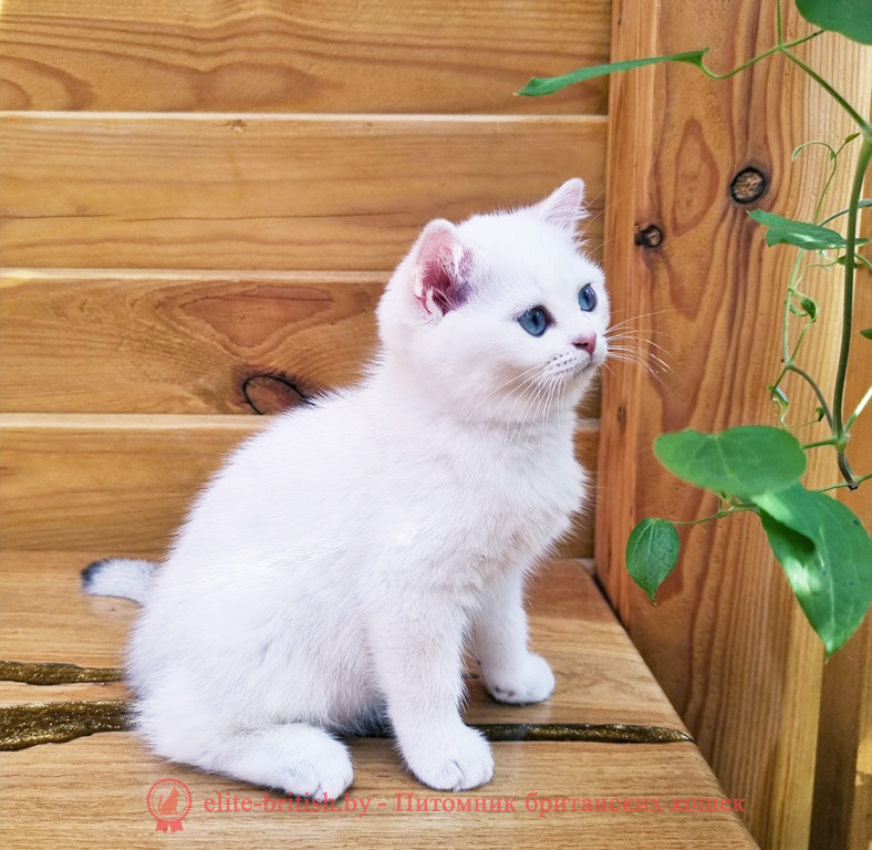 Британский котенок окраса золотая шиншилла пойнт, девочка Aimee (Айми), помет от 28.03.2025 Британский котенок золотая шиншилла пойнт с голубыми глазами, британский кот шиншилла поинт, британец шиншилла поинт, британская кошка шиншилла пойнт, британский золотая шиншилла поинт, британские котята поинт, британские котята золотая шиншилла поинт, британские котята колор поинт, золотая шиншилла поинт британец, британцы золотая шиншилла поинт, британец поинт, британские котята сил поинт, британские кошки золотая шиншилла поинт, британские котята окраса золотая шиншилла поинт, британец золотая шиншилла поинт фото, британец колор поинт фото, британская кошка колор поинт фото, золотая шиншилла пойнт британские кошки, британские кошки колор пойнт, блю пойнт британские котята, блю пойнт британцы, колор пойнт британец, кот британский колор пойнт, британские котята колор пойнт