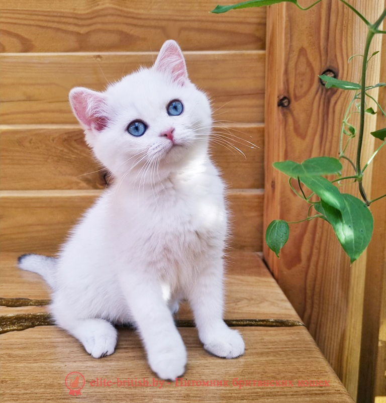Британский котенок золотая шиншилла пойнт с голубыми глазами, британский кот шиншилла поинт, британец шиншилла поинт, британская кошка шиншилла пойнт, британский золотая шиншилла поинт, британские котята поинт, британские котята золотая шиншилла поинт, британские котята колор поинт, золотая шиншилла поинт британец, британцы золотая шиншилла поинт, британец поинт, британские котята сил поинт, британские кошки золотая шиншилла поинт, британские котята окраса золотая шиншилла поинт, британец золотая шиншилла поинт фото, британец колор поинт фото, британская кошка колор поинт фото, золотая шиншилла пойнт британские кошки, британские кошки колор пойнт, блю пойнт британские котята, блю пойнт британцы, колор пойнт британец, кот британский колор пойнт, британские котята колор пойнт