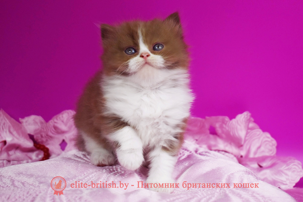 Британский котенок циннамон биколор окраса, девочка Nica (Ника), помет от 19.05.2025 циннамон биколор британская кошка, кот британский циннамон биколор, британский котенок циннамон биколор , шоколадный ван британец, циннамон биколор британец, британские котята циннамон фото, британцы циннамон фото, циннамон британская кошка, кот британский циннамон арелекин, британский котенок , циннамон арелекин британец, британец, британские котята фото, британцы фото