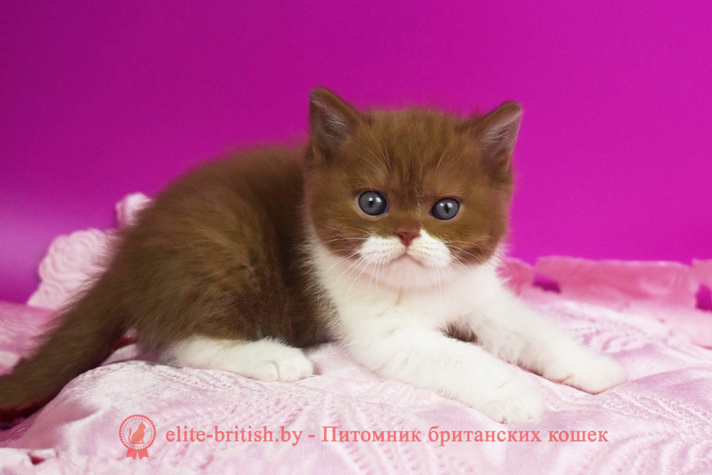 циннамон биколор британская кошка, кот британский циннамон биколор, британский котенок циннамон биколор , шоколадный ван британец, циннамон биколор британец, британские котята циннамон фото, британцы циннамон фото, циннамон британская кошка, кот британский циннамон арелекин, британский котенок , циннамон арелекин британец, британец, британские котята фото, британцы фото