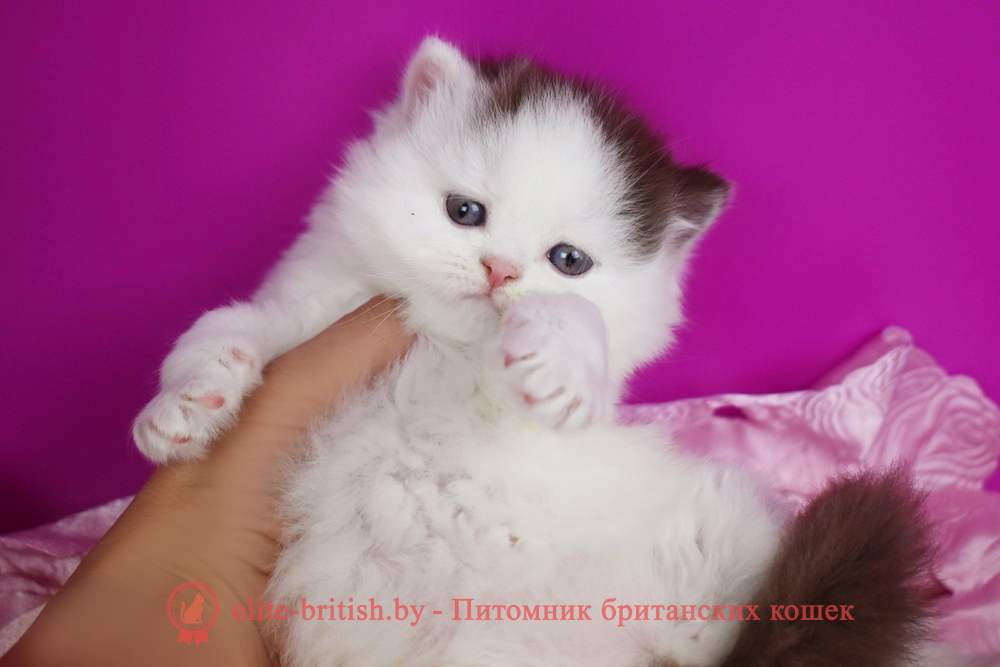 длинношерстный шоколадный биколор британская кошка, длинношерстный кот британский шоколадный биколор, длинношерстный британский котенок шоколадный биколор , шоколадный ван британец, шоколадный биколор британец длинношерстный , британские котята шоколадный фото, британцы шоколадный фото, шоколадный британская кошка, кот британский шоколадный арелекин, длинношерстный британский котенок , шоколадный арелекин британец, британец, британские котята фото