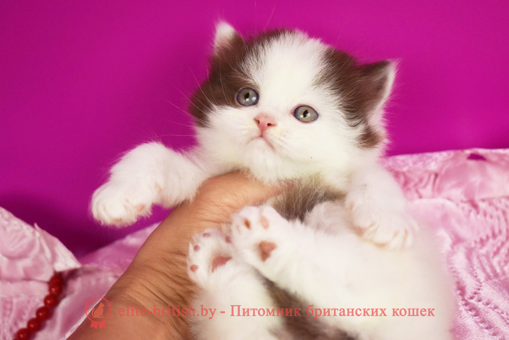 Британский котенок шоколадный ван окраса, девочка, помет от 28.05.2025 длинношерстный шоколадный биколор британская кошка, длинношерстный кот британский шоколадный биколор, длинношерстный британский котенок шоколадный биколор , шоколадный ван британец, шоколадный биколор британец длинношерстный , британские котята шоколадный фото, британцы шоколадный фото, шоколадный британская кошка, кот британский шоколадный арелекин, длинношерстный британский котенок , шоколадный арелекин британец, британец, британские котята фото