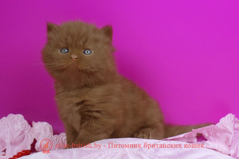 Британский котенок циннамон окраса, мальчик Orfei (Орфей), помет от 24.05.2025 циннамон британская кошка, кот британский циннамон , британский котенок циннамон , британская кошка фавн, британский кот фавн, британцы фавн, окрас фавн британских кошек, британская кошка фавн, британский кот фавн, британцы фавн, окрас фавн британских кошек, ЦИННАМОН британский короткошерстный котенок цвета корицы, британские котята цвета корицы, британский короткошерстный котенок цвета корицы