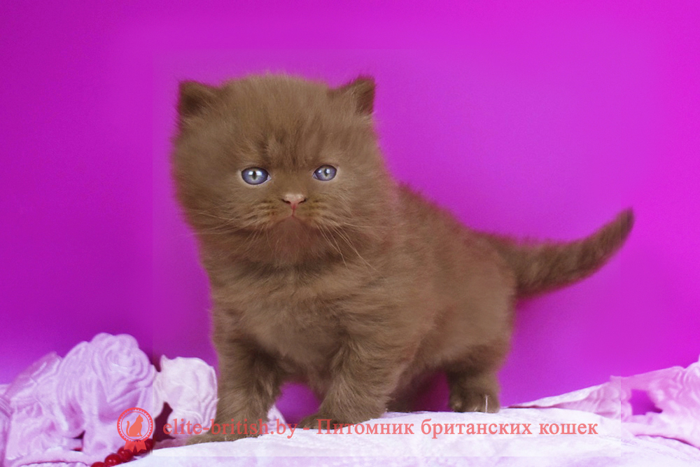 Британский котенок циннамон окраса, мальчик Orfei (Орфей), помет от 24.05.2025 циннамон британская кошка, кот британский циннамон , британский котенок циннамон , британская кошка фавн, британский кот фавн, британцы фавн, окрас фавн британских кошек, британская кошка фавн, британский кот фавн, британцы фавн, окрас фавн британских кошек, ЦИННАМОН британский короткошерстный котенок цвета корицы, британские котята цвета корицы, британский короткошерстный котенок цвета корицы