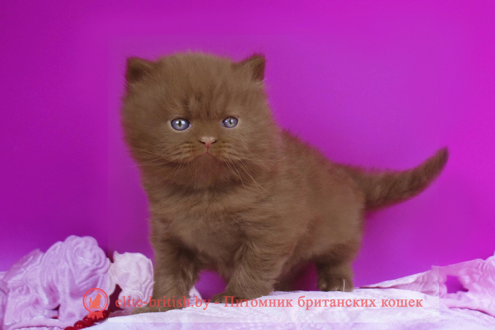 Британский котенок циннамон окраса, мальчик Orfei (Орфей), помет от 24.05.2025 циннамон британская кошка, кот британский циннамон , британский котенок циннамон , британская кошка фавн, британский кот фавн, британцы фавн, окрас фавн британских кошек, британская кошка фавн, британский кот фавн, британцы фавн, окрас фавн британских кошек, ЦИННАМОН британский короткошерстный котенок цвета корицы, британские котята цвета корицы, британский короткошерстный котенок цвета корицы