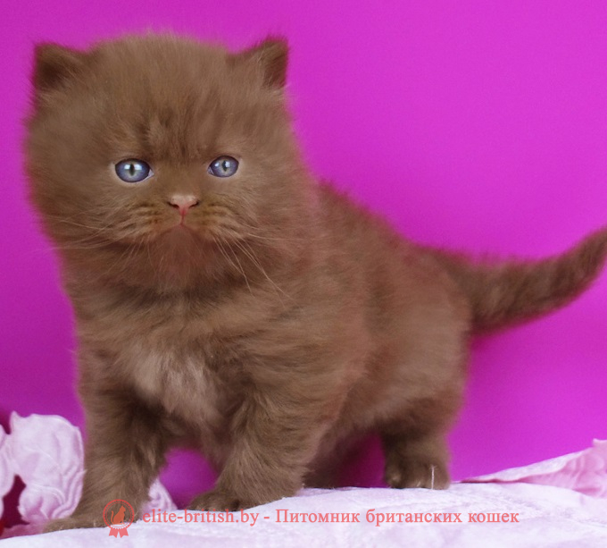 купить британского котенка, купить британца, циннамон биколор британская кошка, кот британский циннамон биколор, британский котенок циннамон биколор , шоколадный ван британец, циннамон биколор британец, британские котята циннамон фото, британцы циннамон фото, циннамон британская кошка, кот британский циннамон арелекин, британский котенок , циннамон арелекин британец, британец, британские котята фото, британцы фото