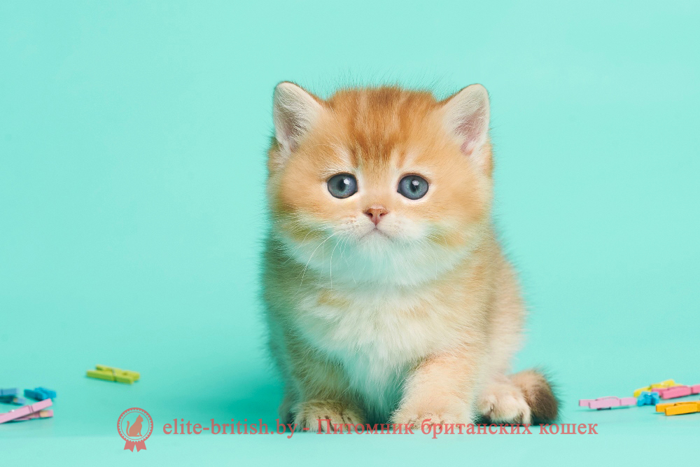 Британский котенок окраса золотая шиншилла - шоколадное золото, мальчик Drogon (Дрогон), помет от 20.04.2025 шоколадное золото, британский шоколадный золотой котенок, золотой британец, британская кошка золотая шиншилла, британский кот шиншилла золотая, золотой тикированный британец, британец золотая шиншилла, британец золотистый, котята британские окрас золотая шиншилла, британская кошка золотая шиншилла фото, британец окрас золотая шиншилла фото, британский золотой котенок, длинношерстная британская золотая кошка, британские котята золотая шиншилла, британский золотистый кот, кот золотой британец , британцы окрас золотой, британцы окрас золотая шиншилла, котята британцы золотая шиншилла, золотистые британские котята, британские котята золотого окраса, британцы золотая шиншилла фото, золотой окрас британских кошек, британцы золотого окраса, британские котята золотого окраса, британец окрас золотая шиншилла, британские котята окраса золотая шиншилла, британская короткошерстная окраса золото