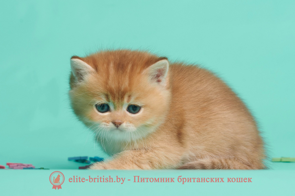 Британский котенок окраса золотая шиншилла - шоколадное золото, мальчик Drogon (Дрогон), помет от 20.04.2025 шоколадное золото, британский шоколадный золотой котенок, золотой британец, британская кошка золотая шиншилла, британский кот шиншилла золотая, золотой тикированный британец, британец золотая шиншилла, британец золотистый, котята британские окрас золотая шиншилла, британская кошка золотая шиншилла фото, британец окрас золотая шиншилла фото, британский золотой котенок, длинношерстная британская золотая кошка, британские котята золотая шиншилла, британский золотистый кот, кот золотой британец , британцы окрас золотой, британцы окрас золотая шиншилла, котята британцы золотая шиншилла, золотистые британские котята, британские котята золотого окраса, британцы золотая шиншилла фото, золотой окрас британских кошек, британцы золотого окраса, британские котята золотого окраса, британец окрас золотая шиншилла, британские котята окраса золотая шиншилла, британская короткошерстная окраса золото
