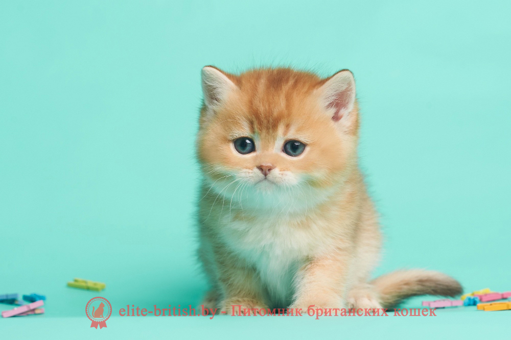 Британский котенок окраса золотая шиншилла - шоколадное золото, мальчик Drogon (Дрогон), помет от 20.04.2025 шоколадное золото, британский шоколадный золотой котенок, золотой британец, британская кошка золотая шиншилла, британский кот шиншилла золотая, золотой тикированный британец, британец золотая шиншилла, британец золотистый, котята британские окрас золотая шиншилла, британская кошка золотая шиншилла фото, британец окрас золотая шиншилла фото, британский золотой котенок, длинношерстная британская золотая кошка, британские котята золотая шиншилла, британский золотистый кот, кот золотой британец , британцы окрас золотой, британцы окрас золотая шиншилла, котята британцы золотая шиншилла, золотистые британские котята, британские котята золотого окраса, британцы золотая шиншилла фото, золотой окрас британских кошек, британцы золотого окраса, британские котята золотого окраса, британец окрас золотая шиншилла, британские котята окраса золотая шиншилла, британская короткошерстная окраса золото