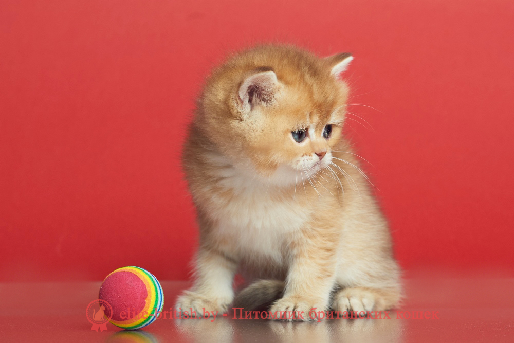 Британский котенок окраса золотая шиншилла - шоколадное золото, мальчик Drogon (Дрогон), помет от 20.04.2025 шоколадное золото, британский шоколадный золотой котенок, золотой британец, британская кошка золотая шиншилла, британский кот шиншилла золотая, золотой тикированный британец, британец золотая шиншилла, британец золотистый, котята британские окрас золотая шиншилла, британская кошка золотая шиншилла фото, британец окрас золотая шиншилла фото, британский золотой котенок, длинношерстная британская золотая кошка, британские котята золотая шиншилла, британский золотистый кот, кот золотой британец , британцы окрас золотой, британцы окрас золотая шиншилла, котята британцы золотая шиншилла, золотистые британские котята, британские котята золотого окраса, британцы золотая шиншилла фото, золотой окрас британских кошек, британцы золотого окраса, британские котята золотого окраса, британец окрас золотая шиншилла, британские котята окраса золотая шиншилла, британская короткошерстная окраса золото