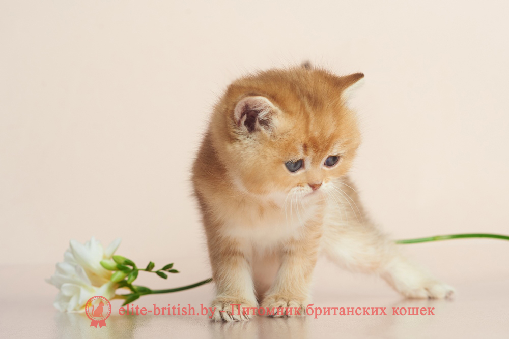 Британский котенок окраса золотая шиншилла - шоколадное золото, мальчик Drogon (Дрогон), помет от 20.04.2025 шоколадное золото, британский шоколадный золотой котенок, золотой британец, британская кошка золотая шиншилла, британский кот шиншилла золотая, золотой тикированный британец, британец золотая шиншилла, британец золотистый, котята британские окрас золотая шиншилла, британская кошка золотая шиншилла фото, британец окрас золотая шиншилла фото, британский золотой котенок, длинношерстная британская золотая кошка, британские котята золотая шиншилла, британский золотистый кот, кот золотой британец , британцы окрас золотой, британцы окрас золотая шиншилла, котята британцы золотая шиншилла, золотистые британские котята, британские котята золотого окраса, британцы золотая шиншилла фото, золотой окрас британских кошек, британцы золотого окраса, британские котята золотого окраса, британец окрас золотая шиншилла, британские котята окраса золотая шиншилла, британская короткошерстная окраса золото