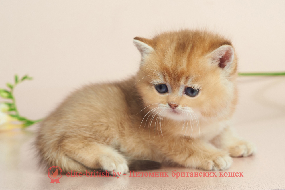 Британский котенок окраса золотая шиншилла - шоколадное золото, мальчик Drogon (Дрогон), помет от 20.04.2025 шоколадное золото, британский шоколадный золотой котенок, золотой британец, британская кошка золотая шиншилла, британский кот шиншилла золотая, золотой тикированный британец, британец золотая шиншилла, британец золотистый, котята британские окрас золотая шиншилла, британская кошка золотая шиншилла фото, британец окрас золотая шиншилла фото, британский золотой котенок, длинношерстная британская золотая кошка, британские котята золотая шиншилла, британский золотистый кот, кот золотой британец , британцы окрас золотой, британцы окрас золотая шиншилла, котята британцы золотая шиншилла, золотистые британские котята, британские котята золотого окраса, британцы золотая шиншилла фото, золотой окрас британских кошек, британцы золотого окраса, британские котята золотого окраса, британец окрас золотая шиншилла, британские котята окраса золотая шиншилла, британская короткошерстная окраса золото