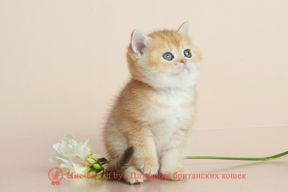 Британский котенок окраса золотая шиншилла - шоколадное золото, девочка Daenerys (Дейенерис), помет от 20.04.2025 шоколадное золото, британский шоколадный золотой котенок, золотой британец, британская кошка золотая шиншилла, британский кот шиншилла золотая, золотой тикированный британец, британец золотая шиншилла, британец золотистый, котята британские окрас золотая шиншилла, британская кошка золотая шиншилла фото, британец окрас золотая шиншилла фото, британский золотой котенок, длинношерстная британская золотая кошка, британские котята золотая шиншилла, британский золотистый кот, кот золотой британец , британцы окрас золотой, британцы окрас золотая шиншилла, котята британцы золотая шиншилла, золотистые британские котята, британские котята золотого окраса, британцы золотая шиншилла фото, золотой окрас британских кошек, британцы золотого окраса, британские котята золотого окраса, британец окрас золотая шиншилла, британские котята окраса золотая шиншилла, британская короткошерстная окраса золото