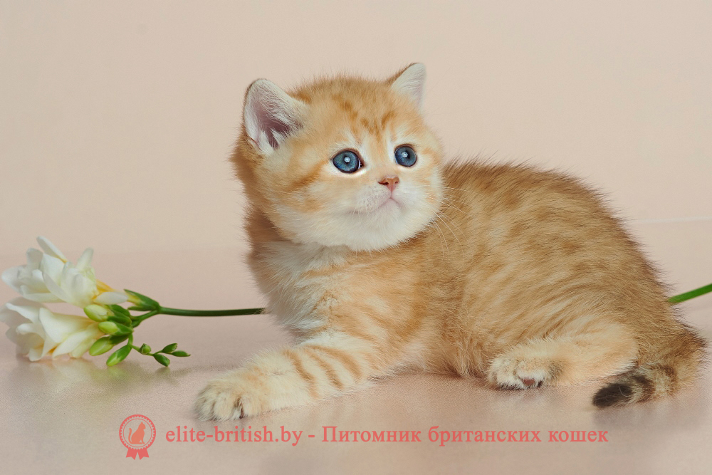 Британский котенок окраса золотая шиншилла - шоколадное пятнистое золото, девочка, помет от 20.04.2025 шоколадное золото, британский шоколадный золотой котенок, золотой британец, британская кошка золотая шиншилла, британский кот шиншилла золотая, золотой тикированный британец, британец золотая шиншилла, британец золотистый, котята британские окрас золотая шиншилла, британская кошка золотая шиншилла фото, британец окрас золотая шиншилла фото, британский золотой котенок, длинношерстная британская золотая кошка, британские котята золотая шиншилла, британский золотистый кот, кот золотой британец , британцы окрас золотой, британцы окрас золотая шиншилла, котята британцы золотая шиншилла, золотистые британские котята, британские котята золотого окраса, британцы золотая шиншилла фото, золотой окрас британских кошек, британцы золотого окраса, британские котята золотого окраса, британец окрас золотая шиншилла, британские котята окраса золотая шиншилла, британская короткошерстная окраса золото