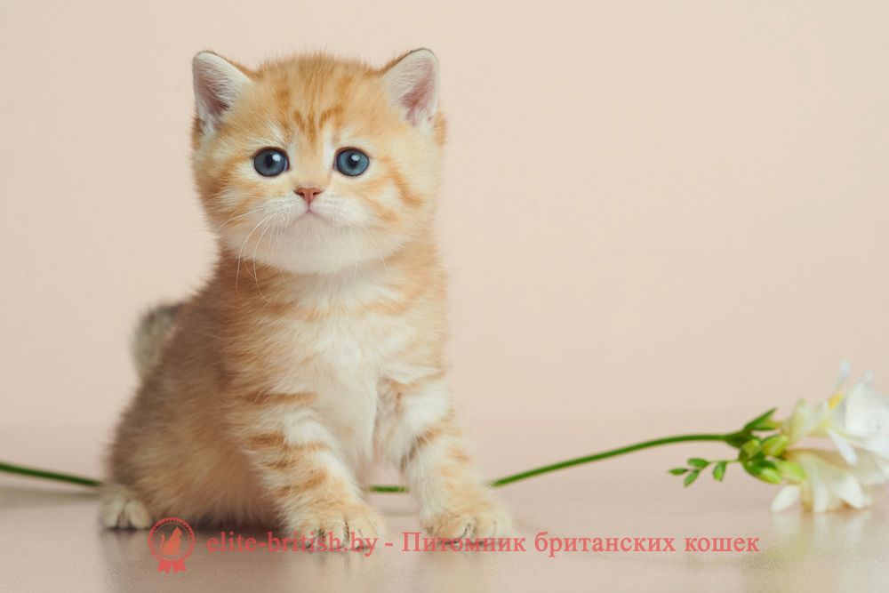 Британский котенок окраса золотая шиншилла - шоколадное пятнистое золото, девочка, помет от 20.04.2025 шоколадное золото, британский шоколадный золотой котенок, золотой британец, британская кошка золотая шиншилла, британский кот шиншилла золотая, золотой тикированный британец, британец золотая шиншилла, британец золотистый, котята британские окрас золотая шиншилла, британская кошка золотая шиншилла фото, британец окрас золотая шиншилла фото, британский золотой котенок, длинношерстная британская золотая кошка, британские котята золотая шиншилла, британский золотистый кот, кот золотой британец , британцы окрас золотой, британцы окрас золотая шиншилла, котята британцы золотая шиншилла, золотистые британские котята, британские котята золотого окраса, британцы золотая шиншилла фото, золотой окрас британских кошек, британцы золотого окраса, британские котята золотого окраса, британец окрас золотая шиншилла, британские котята окраса золотая шиншилла, британская короткошерстная окраса золото