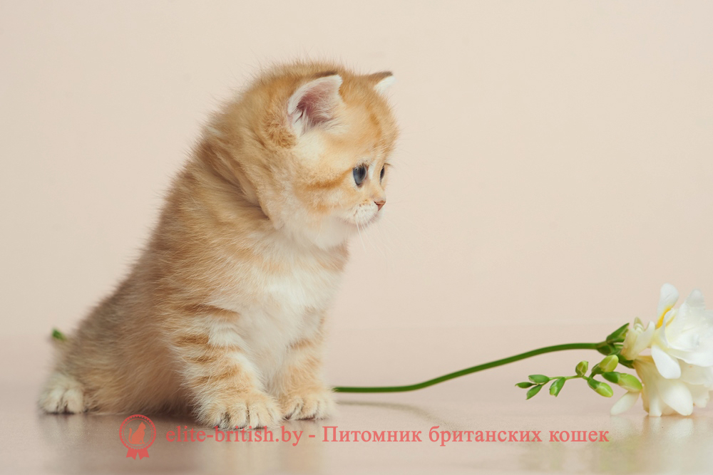 Британский котенок окраса золотая шиншилла - шоколадное пятнистое золото, девочка, помет от 20.04.2025 шоколадное золото, британский шоколадный золотой котенок, золотой британец, британская кошка золотая шиншилла, британский кот шиншилла золотая, золотой тикированный британец, британец золотая шиншилла, британец золотистый, котята британские окрас золотая шиншилла, британская кошка золотая шиншилла фото, британец окрас золотая шиншилла фото, британский золотой котенок, длинношерстная британская золотая кошка, британские котята золотая шиншилла, британский золотистый кот, кот золотой британец , британцы окрас золотой, британцы окрас золотая шиншилла, котята британцы золотая шиншилла, золотистые британские котята, британские котята золотого окраса, британцы золотая шиншилла фото, золотой окрас британских кошек, британцы золотого окраса, британские котята золотого окраса, британец окрас золотая шиншилла, британские котята окраса золотая шиншилла, британская короткошерстная окраса золото