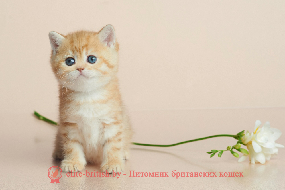 Британский котенок окраса золотая шиншилла - шоколадное пятнистое золото, девочка, помет от 20.04.2025 шоколадное золото, британский шоколадный золотой котенок, золотой британец, британская кошка золотая шиншилла, британский кот шиншилла золотая, золотой тикированный британец, британец золотая шиншилла, британец золотистый, котята британские окрас золотая шиншилла, британская кошка золотая шиншилла фото, британец окрас золотая шиншилла фото, британский золотой котенок, длинношерстная британская золотая кошка, британские котята золотая шиншилла, британский золотистый кот, кот золотой британец , британцы окрас золотой, британцы окрас золотая шиншилла, котята британцы золотая шиншилла, золотистые британские котята, британские котята золотого окраса, британцы золотая шиншилла фото, золотой окрас британских кошек, британцы золотого окраса, британские котята золотого окраса, британец окрас золотая шиншилла, британские котята окраса золотая шиншилла, британская короткошерстная окраса золото
